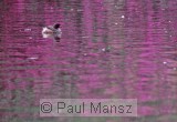 Australasian Grebe (Tachybaptus novaehollandiae)