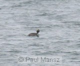 Horned Grebe (Podiceps auritus)