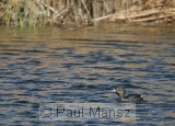 Pied-billed Grebe (Podilymbus podiceps)