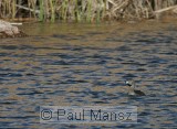 Pied-billed Grebe (Podilymbus podiceps)