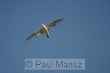 Northern Fulmar (Fulmarus glacialis)