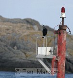 Great Cormorant (Phalacrocorax carbo)