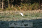 Cattle Egret (Bubulcus ibis)