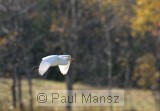 Cattle Egret (Bubulcus ibis)