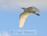 Cattle Egret (Bubulcus ibis)