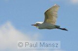 Cattle Egret (Bubulcus ibis)