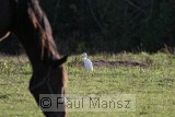Cattle Egret (Bubulcus ibis)