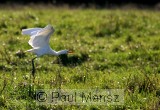 Cattle Egret (Bubulcus ibis)