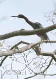 Little Blue Heron (Egretta caerulea)