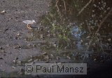 Little Heron (Butorides striatus)