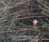 Rufous Night-heron (Nycticorax caledonicus)