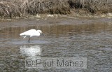 Snowy Egret (Egretta thula)