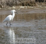Snowy Egret (Egretta thula)