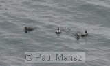 Harlequin Duck (Histrionicus histrionicus)