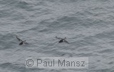 Harlequin Duck (Histrionicus histrionicus)