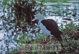 Radjah Shelduck (Tadorna radjah)