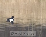 Tufted Duck (Aythya fuligula)