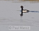 Tufted Duck (Aythya fuligula)