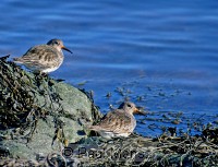 Purple Sandpiper (Calidris maritima)