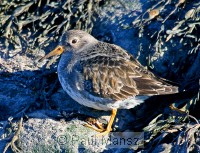 Purple Sandpiper (Calidris maritima)