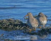 Purple Sandpiper (Calidris maritima)