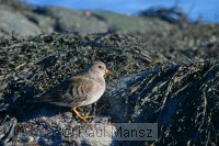 Purple Sandpiper (Calidris maritima)