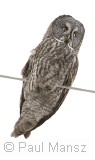 Great Gray Owl (Strix nebulosa)