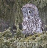 Great Gray Owl (Strix nebulosa)