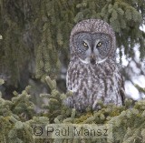 Great Gray Owl (Strix nebulosa)