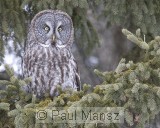 Great Gray Owl (Strix nebulosa)