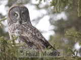 Great Gray Owl (Strix nebulosa)
