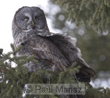 Great Gray Owl (Strix nebulosa)