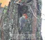 Red-bellied Woodpecker (Melanerpes carolinus)