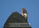 Red-headed Woodpecker (Melanerpes erythrocephalus)