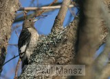 Red-headed Woodpecker (Melanerpes erythrocephalus)
