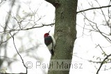 Red-headed Woodpecker (Melanerpes erythrocephalus)
