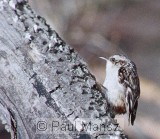 Brown Creeper (Certhia americana)