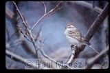 Chipping Sparrow (Spizella passerina)