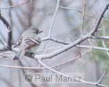 Eastern Wood-Pewee (Contopus virens)