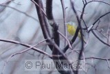 Nashville Warbler (Vermivora ruficapilla)
