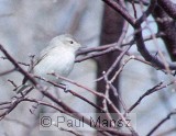 Warbling Vireo (Vireo gilvus)