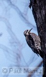 Yellow-bellied Sapsucker (Sphyrapicus varius)